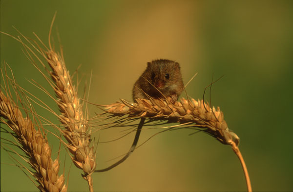 Harvest Mouse